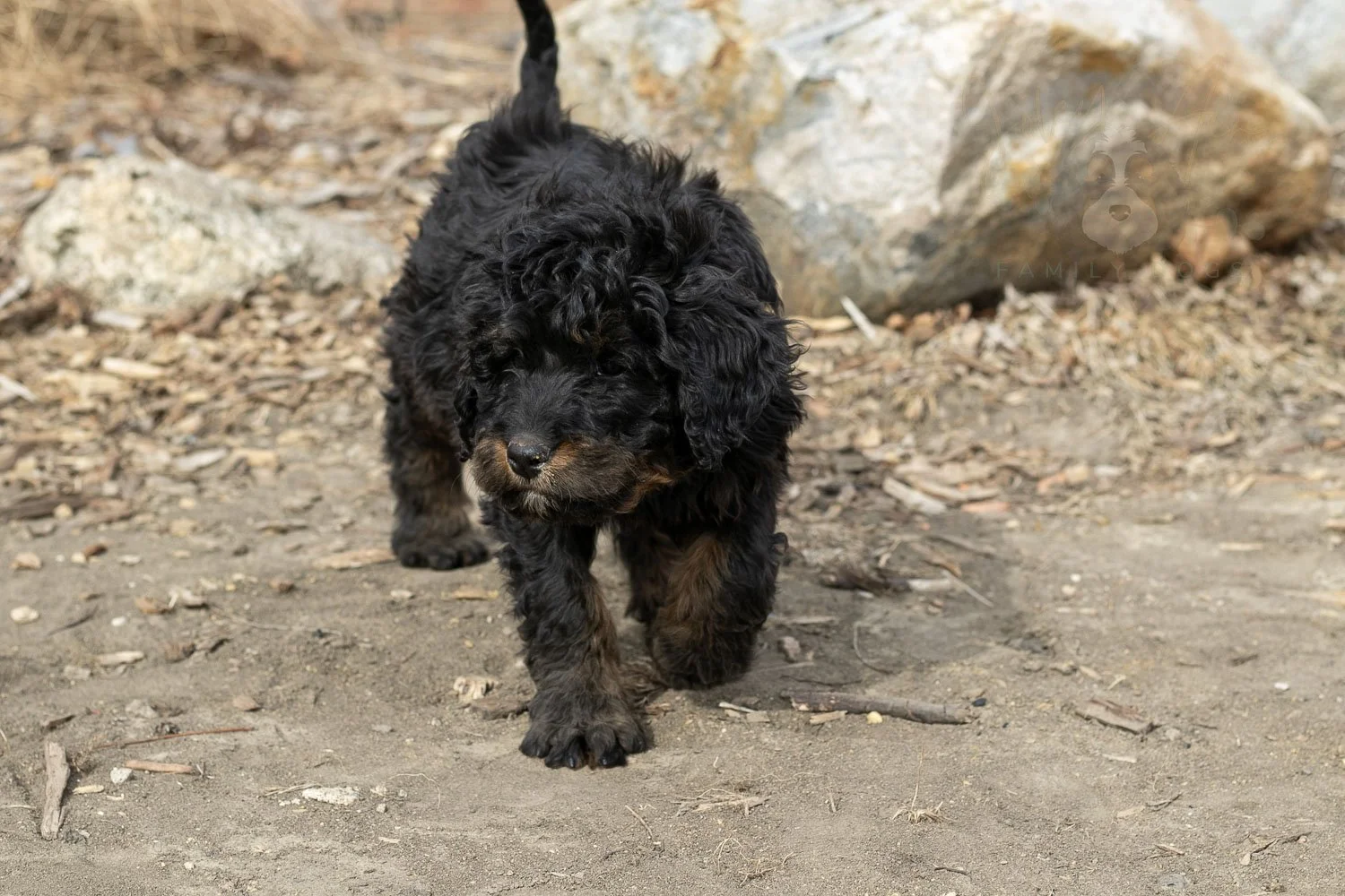 Aurora Bernedoodle Puppy-23.jpg