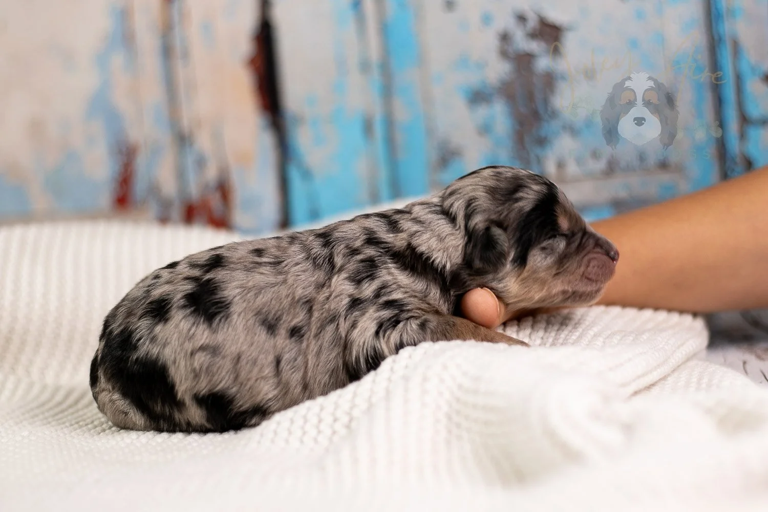 Mary Cassatt Bernedoodle Puppy-093.jpg