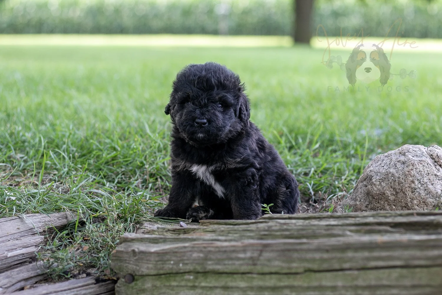Andy Warhol Bernedoodle Puppy-161.jpg
