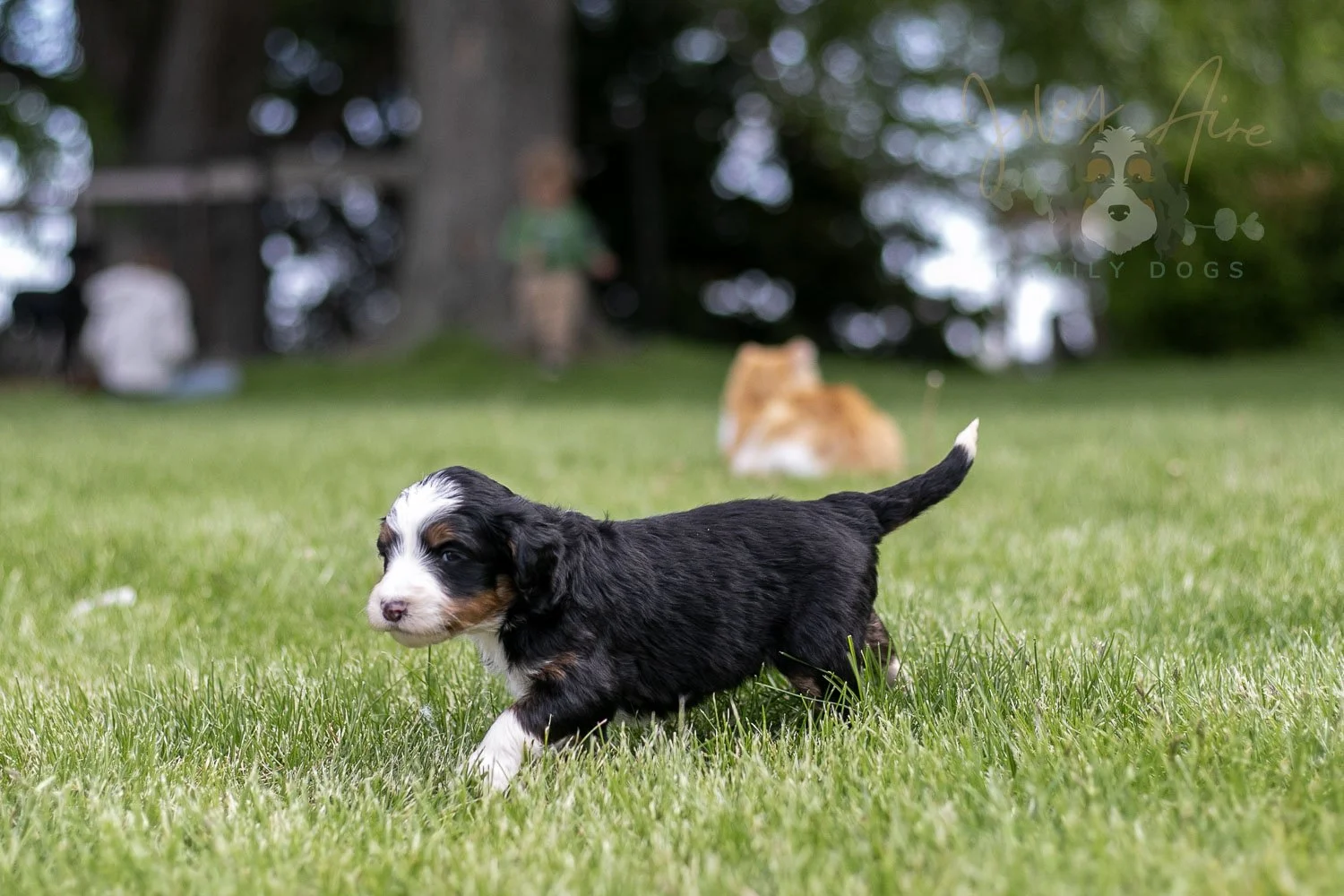 Harmonica Bernedoodle Puppy-31.jpg