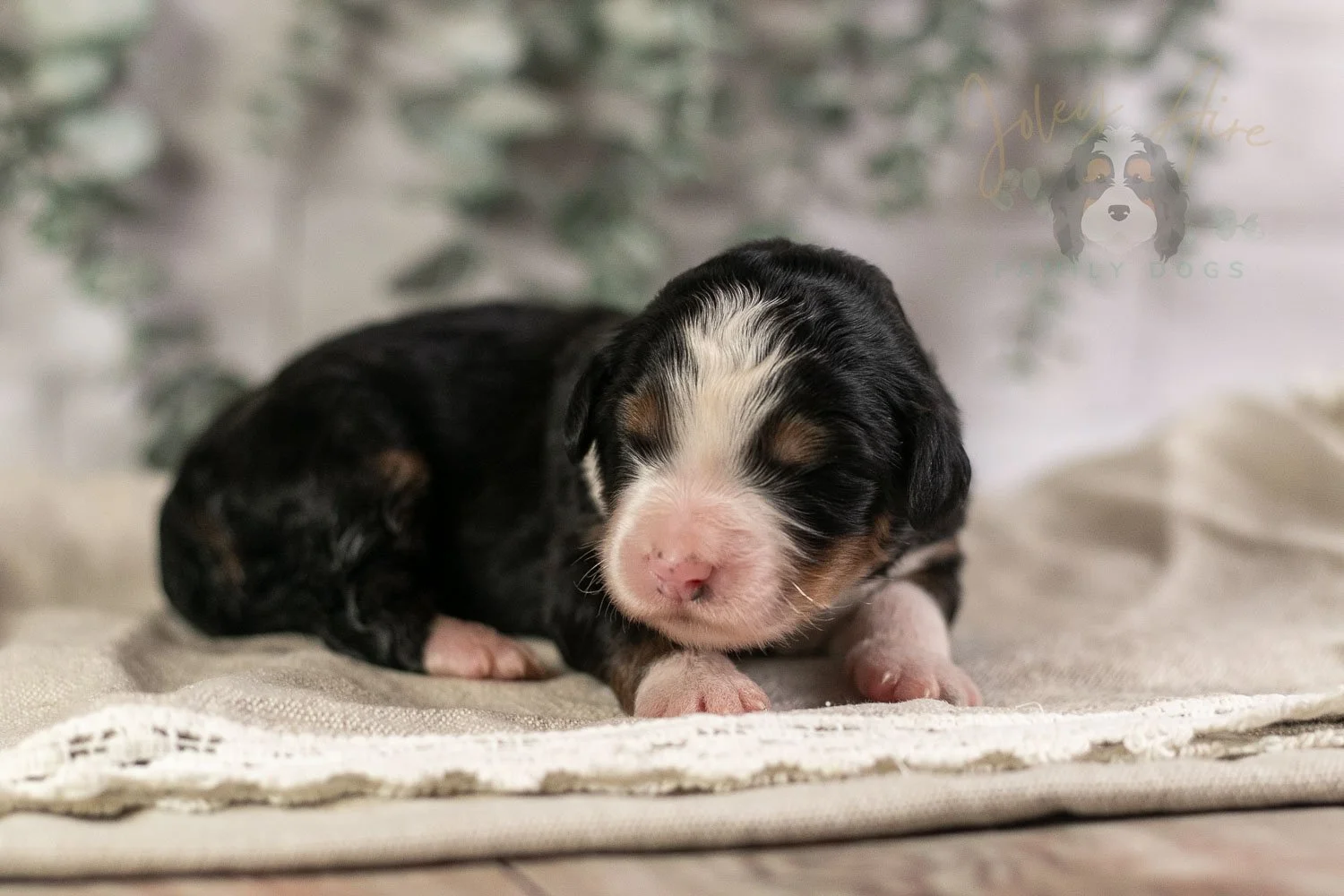 Harmonica Bernedoodle Puppy-1.jpg