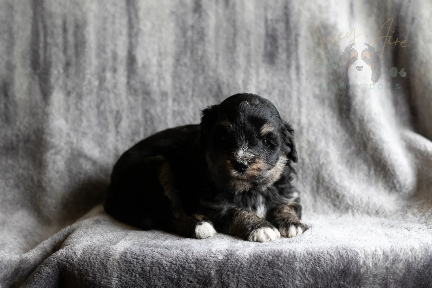 Georgia Bernedoodle Puppy-178.jpg