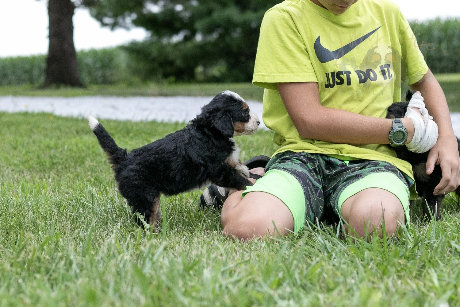 Anne Shirley Bernedoodle Puppy-102.jpg