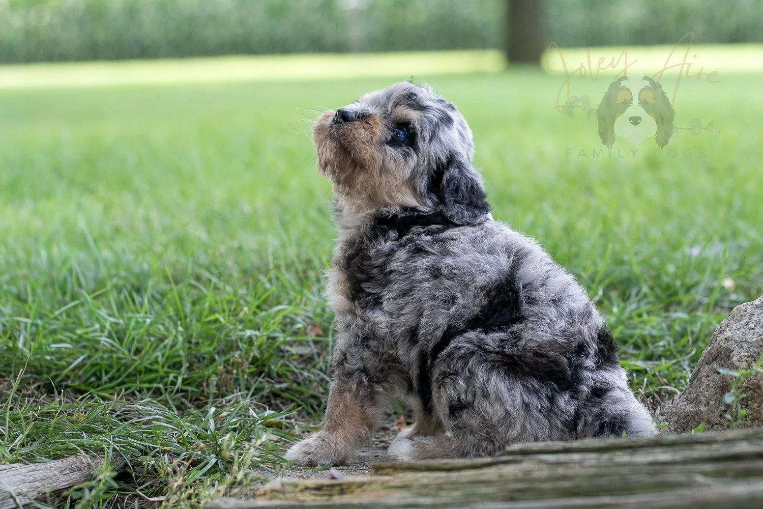 Mary Cassatt Bernedoodle Puppy-180.jpg
