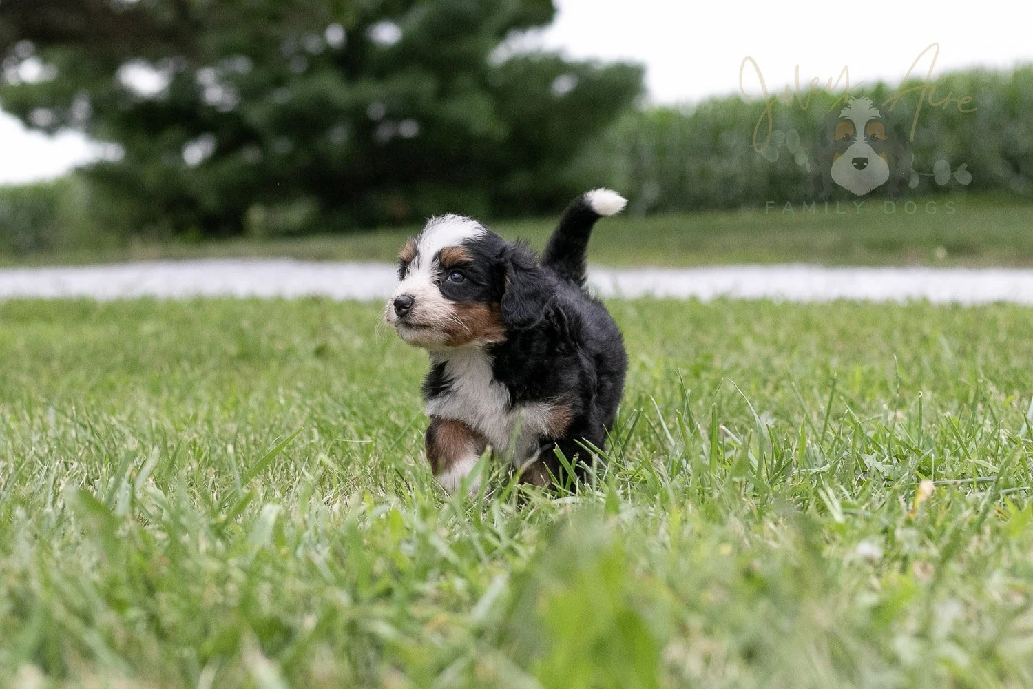 Anne Shirley Bernedoodle Puppy-098.jpg