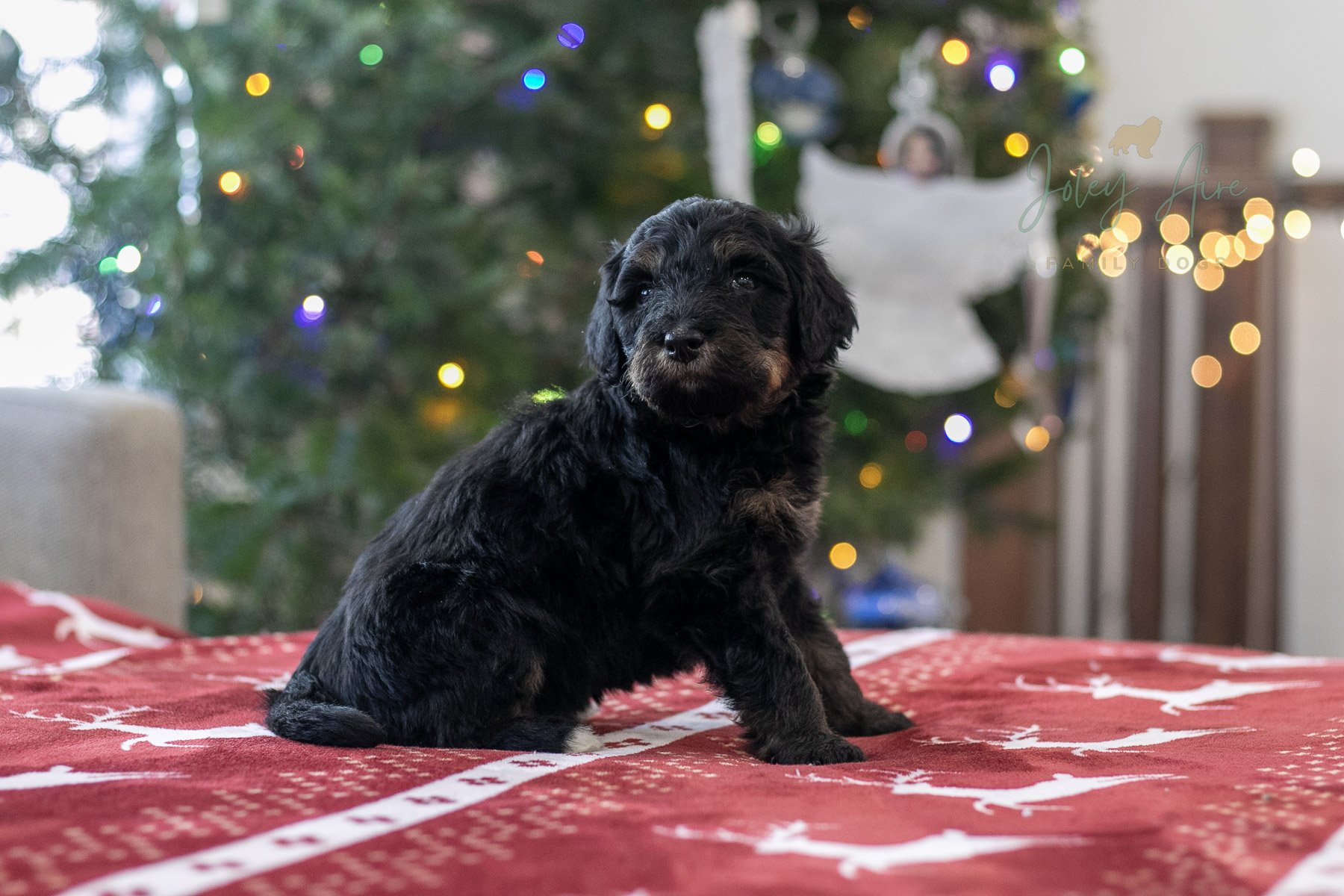 Fitz Roy - Phantom Bernedoodle Puppy
