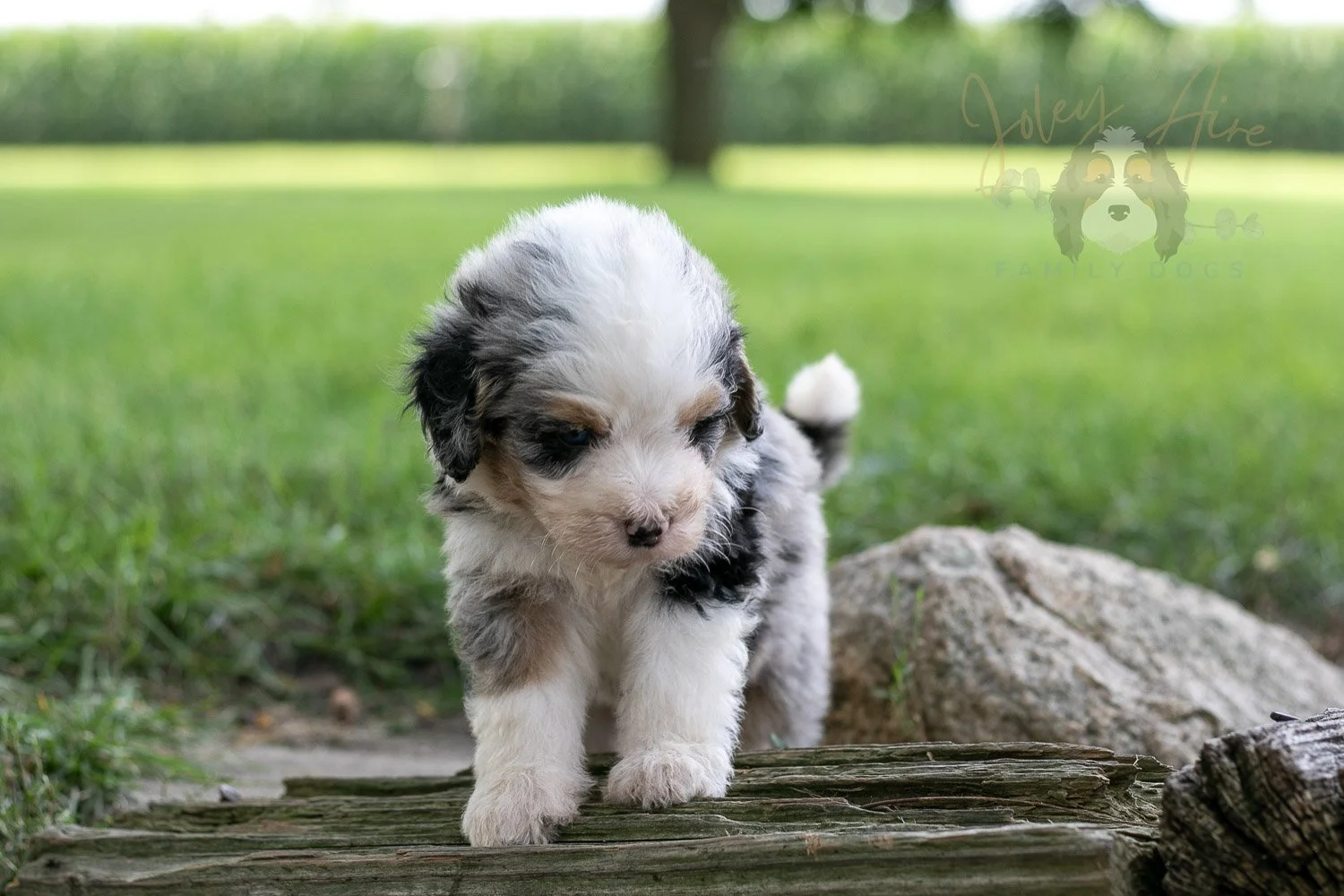 Pablo Picaso Bernedoodle Puppy-200.jpg
