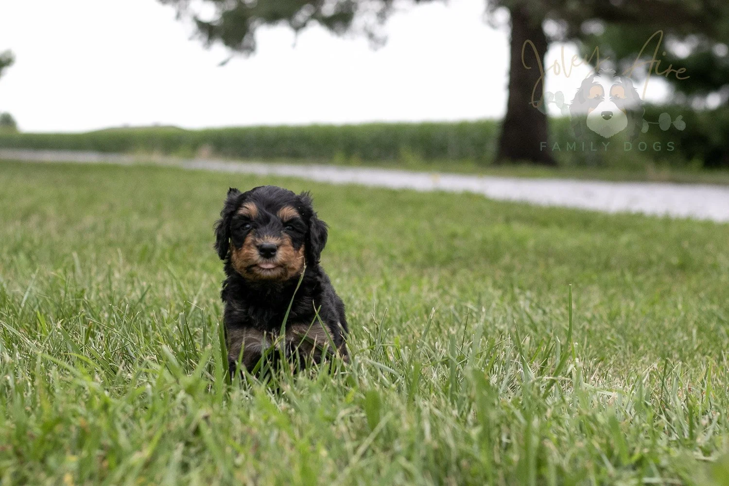 Mini Mae Bernedoodle Puppy-85.jpg