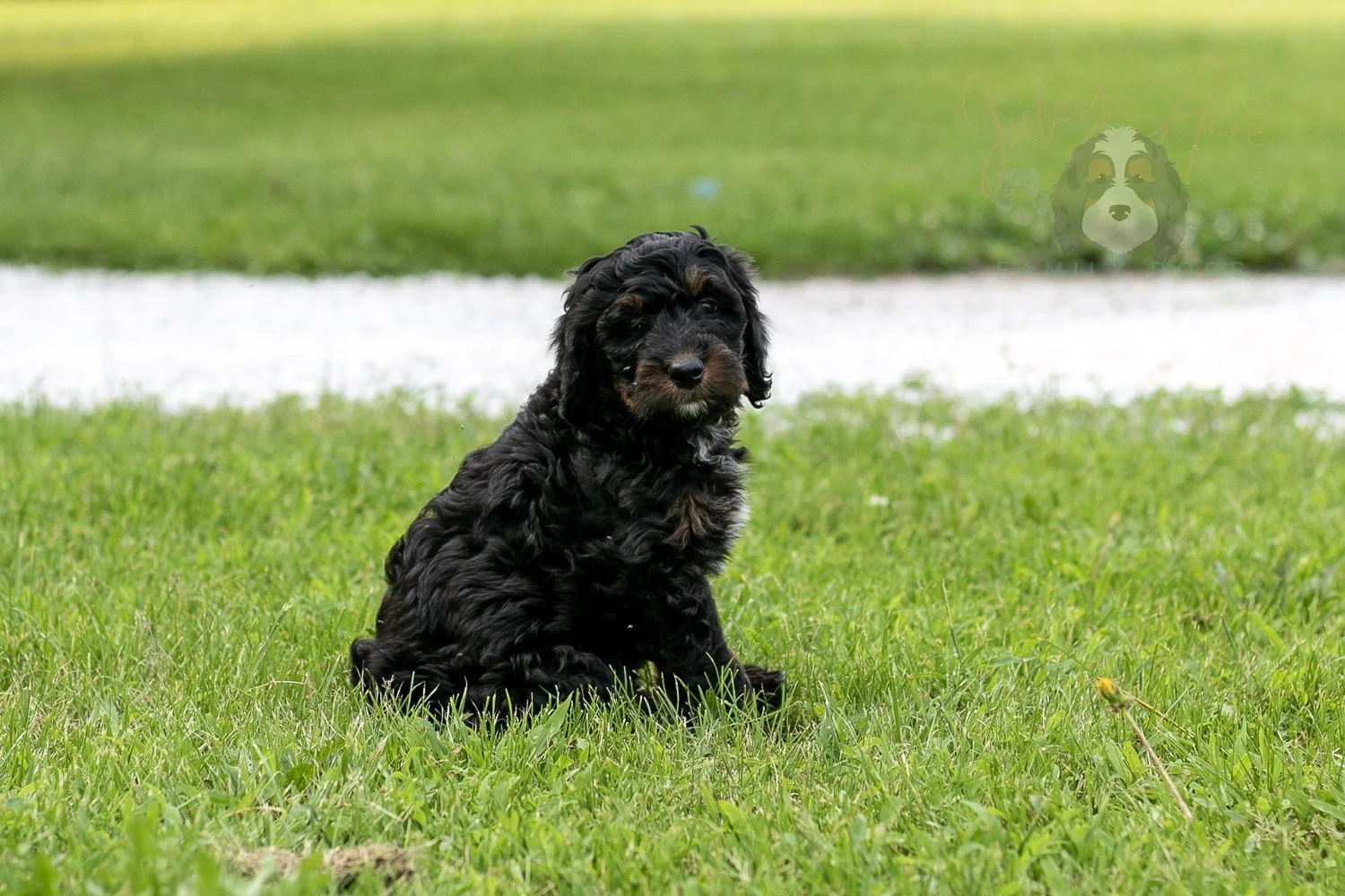 Denali Bernedoodle Puppy-92.jpg