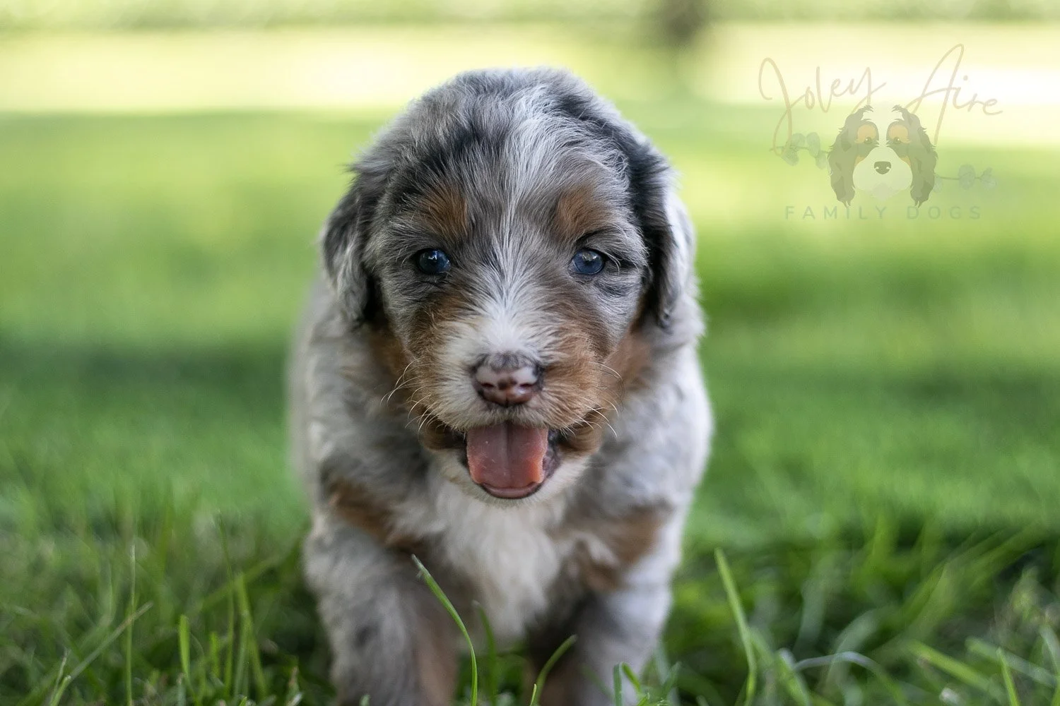 Rachel Lynde Bernedoodle Puppy-561.jpg