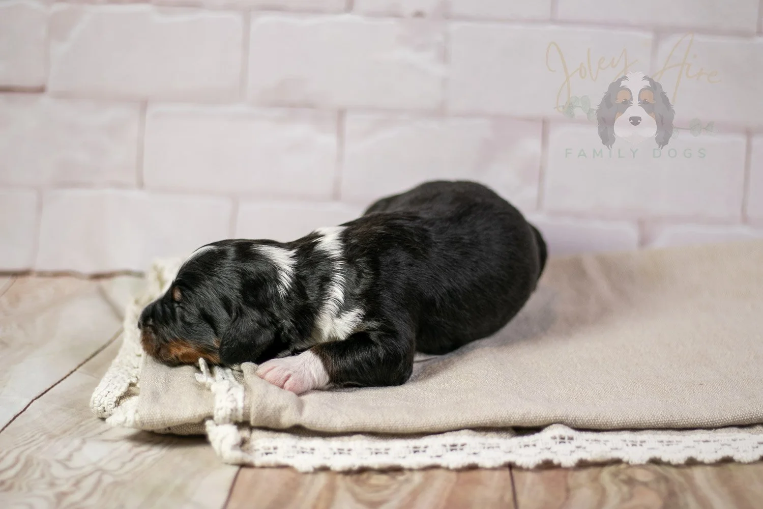 Yosemite Bernedoodle Puppy-180.jpg