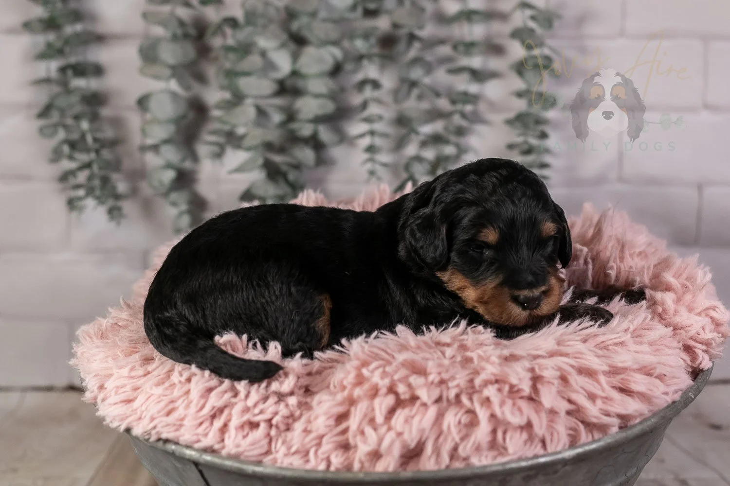 Guitar Bernedoodle Puppy-17.jpg