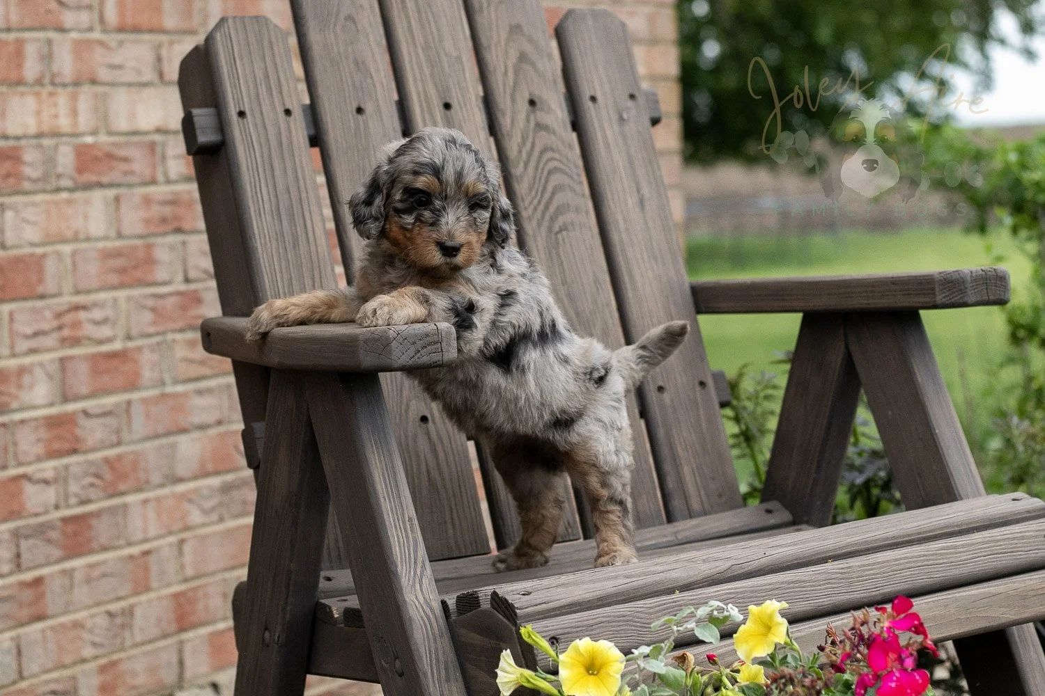 Ukulele Bernedoodle Puppy-24.jpg