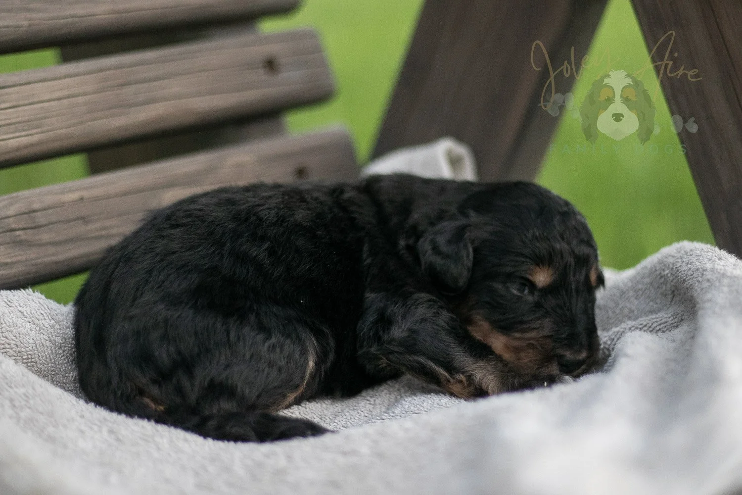Gilbert Bernedoodle Puppy-72.jpg