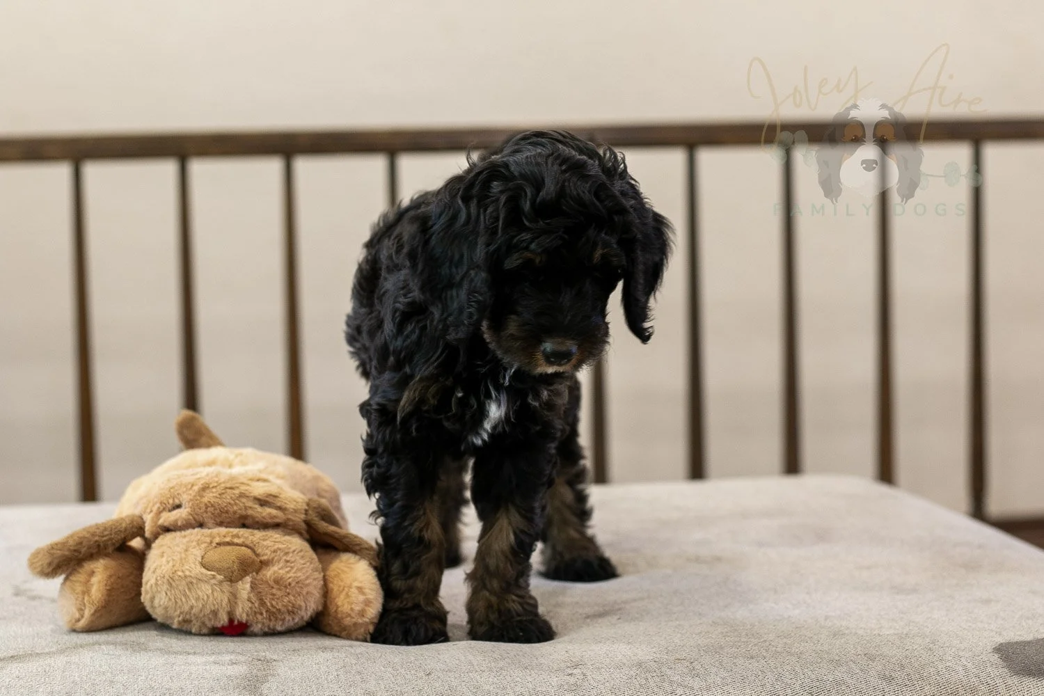 Denali Bernedoodle Puppy-560.jpg