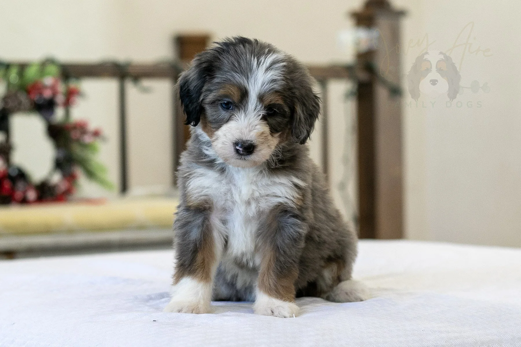 Fuji Bernedoodle Puppy-07.jpg