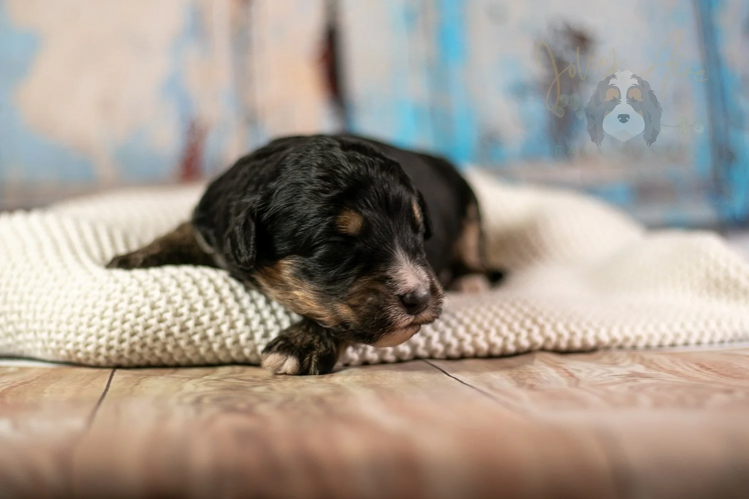 Da Vinci Bernedoodle Puppy-174.jpg