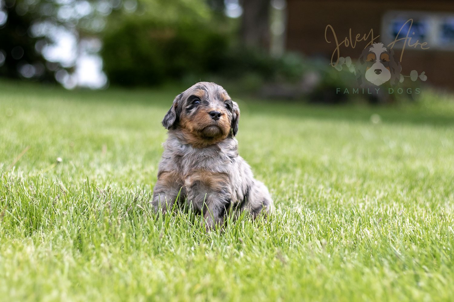 Ukelele Bernedoodle Puppy-33.jpg