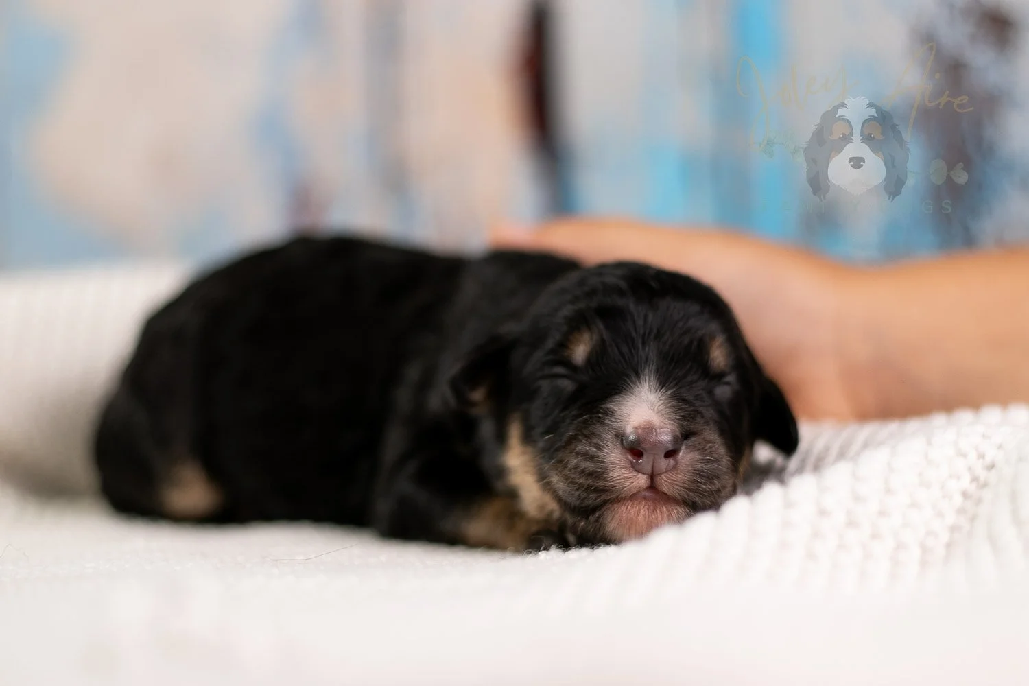 Da Vinci Bernedoodle Puppy-116.jpg
