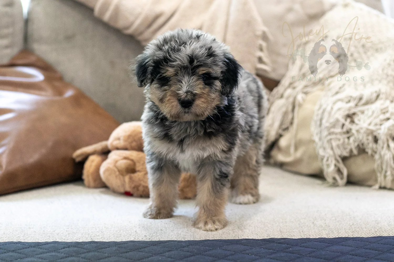 Mary Bernedoodle Puppy-298.jpg