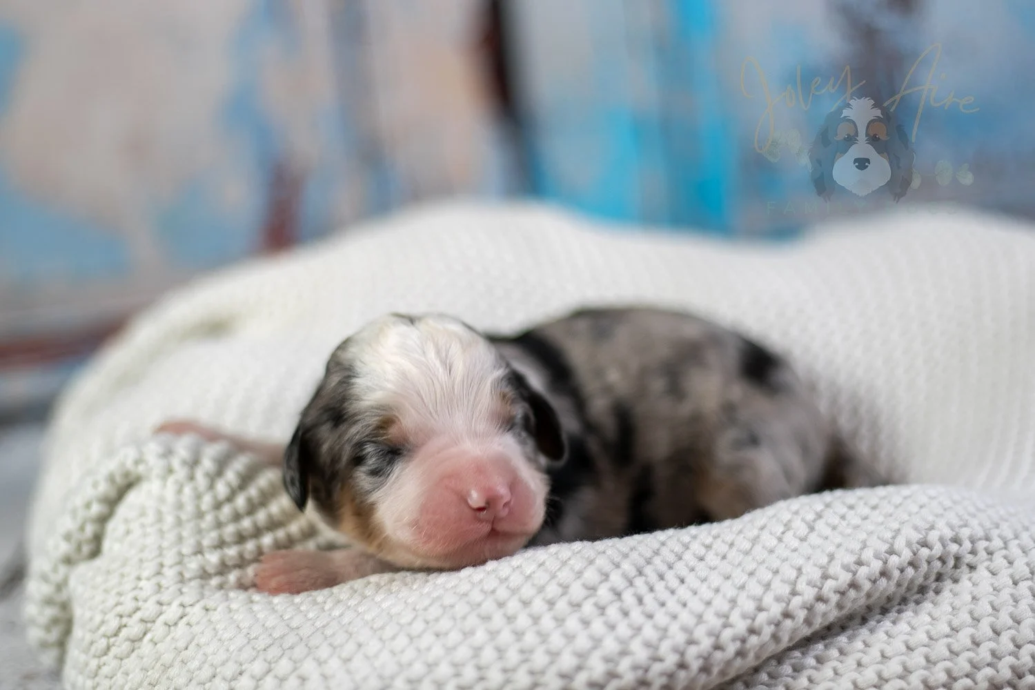 Pablo Picasso Bernedoodle Puppy-57.jpg