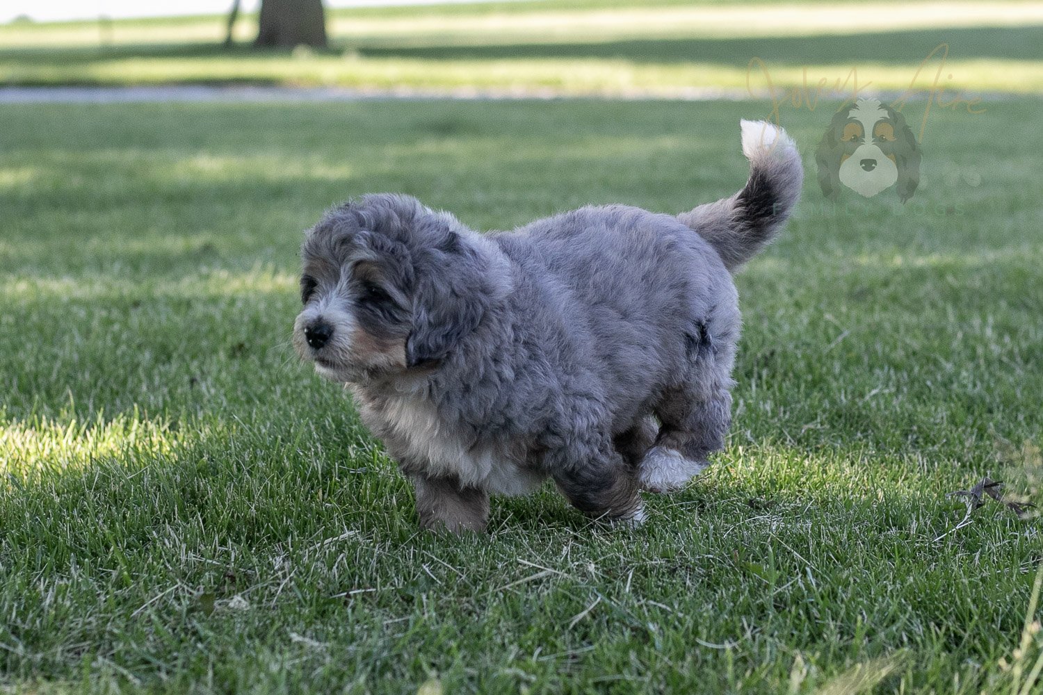 Drum Bernedoodle Puppy-13.jpg