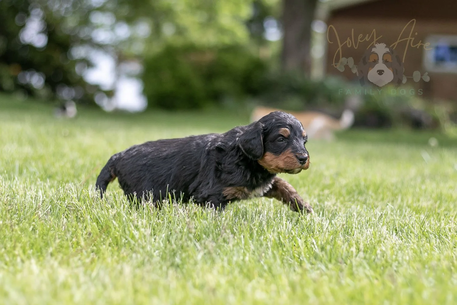 Banjo Bernedoodle Puppy-24.jpg