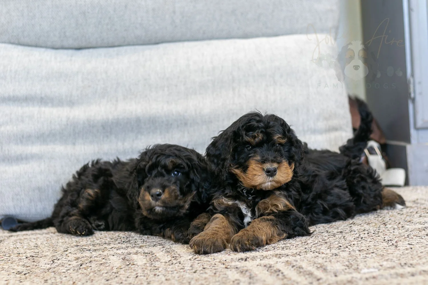 Aurora & Cinderella Bernedoodle Puppy-19.jpg