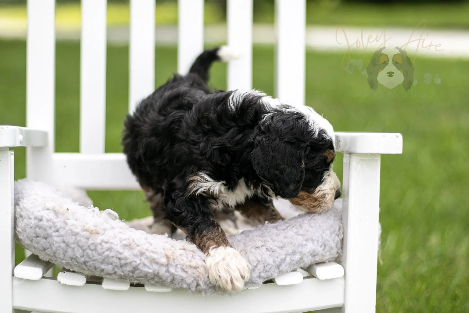 Yellowstone Bernedoodle Puppy-777.jpg