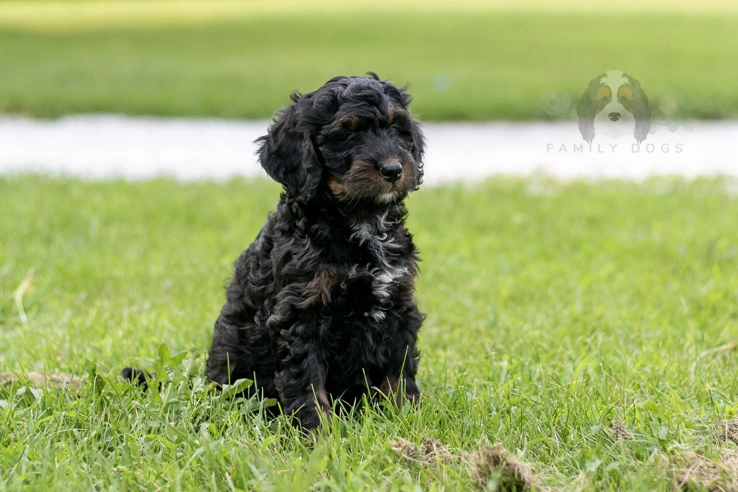 Denali Bernedoodle Puppy-113.jpg