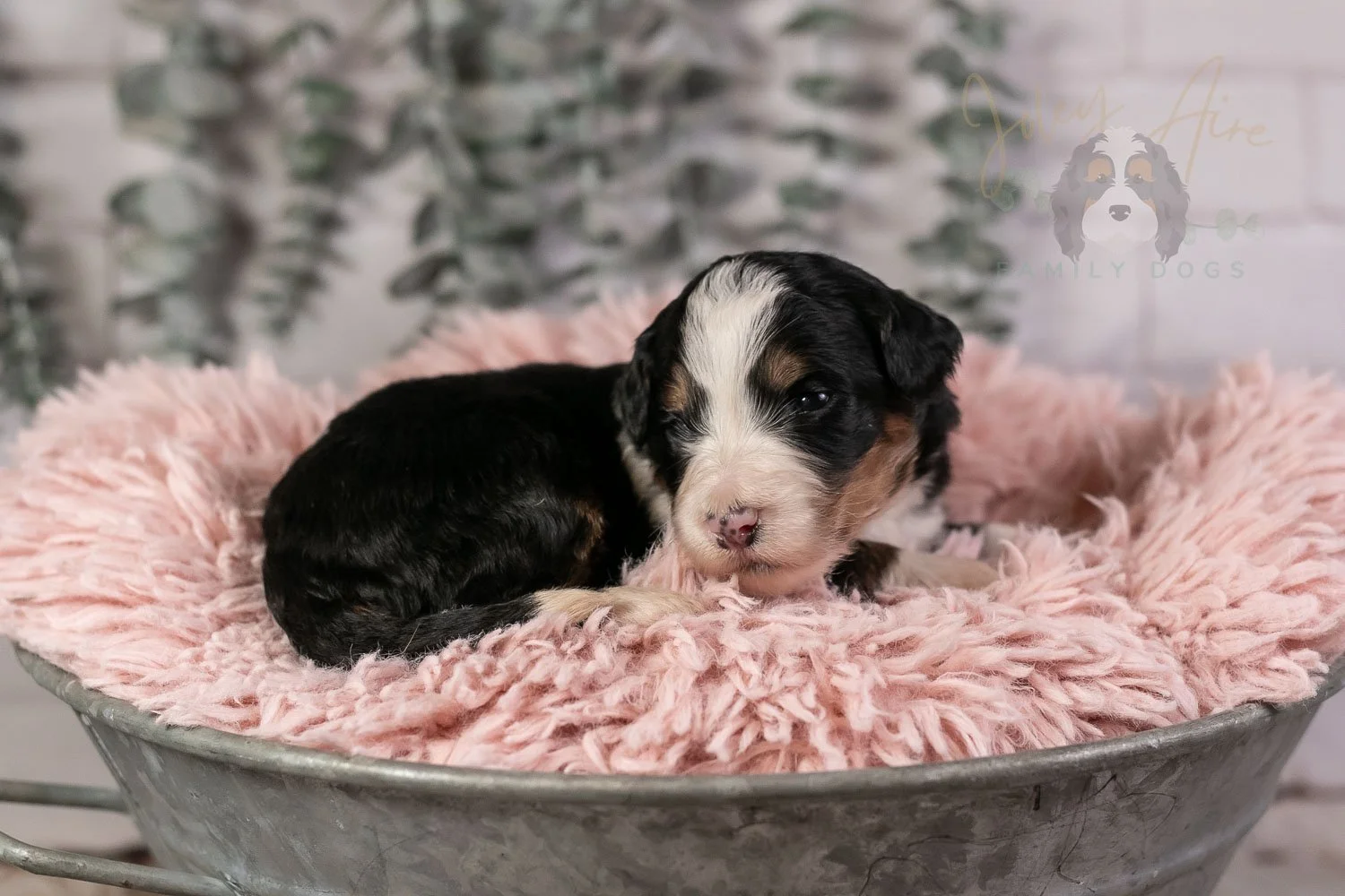 Harmonica Bernedoodle Puppy-38.jpg
