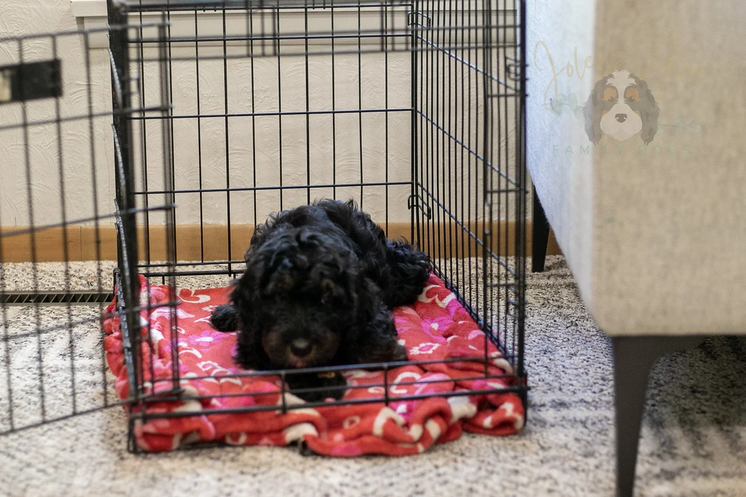 Acadia Bernedoodle Puppy-512.jpg