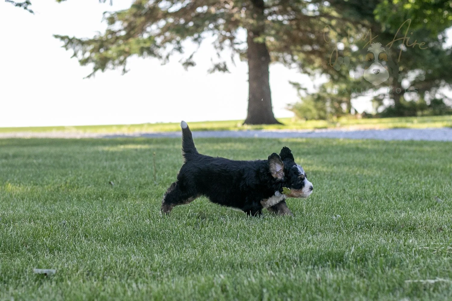 Trumpet Bernedoodle Puppy-13.jpg