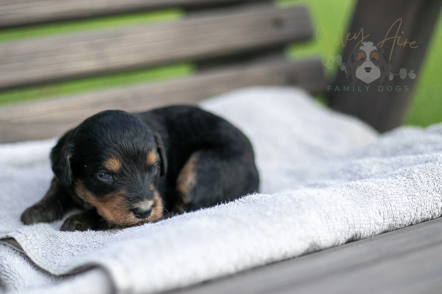 Mini Mae Bernedoodle Puppy-05.jpg