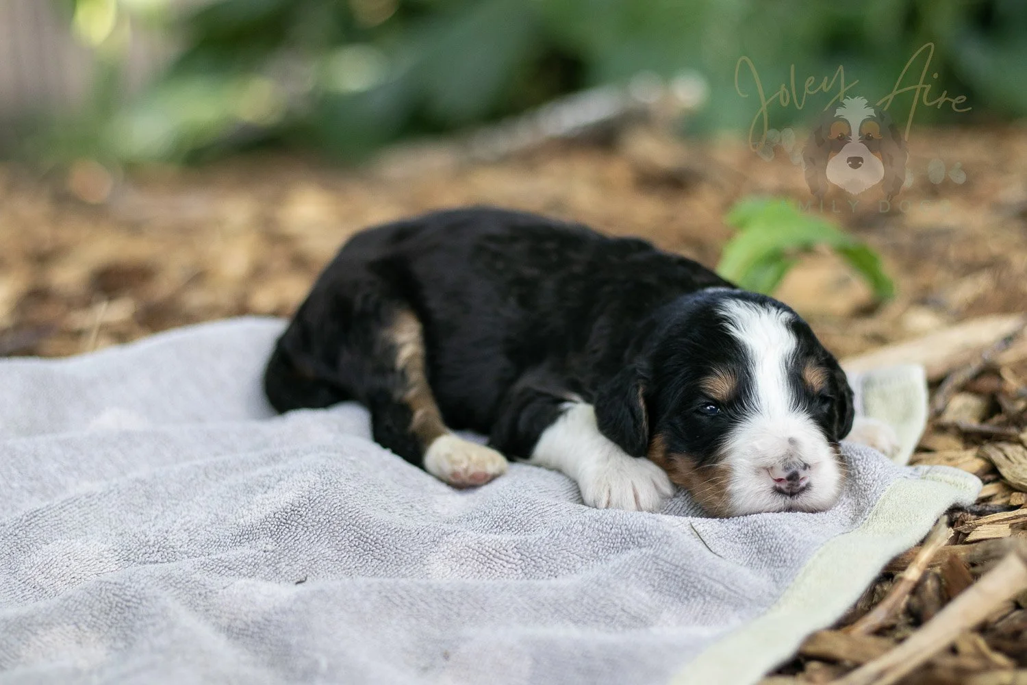 Zion Bernedoodle Puppy-97.jpg