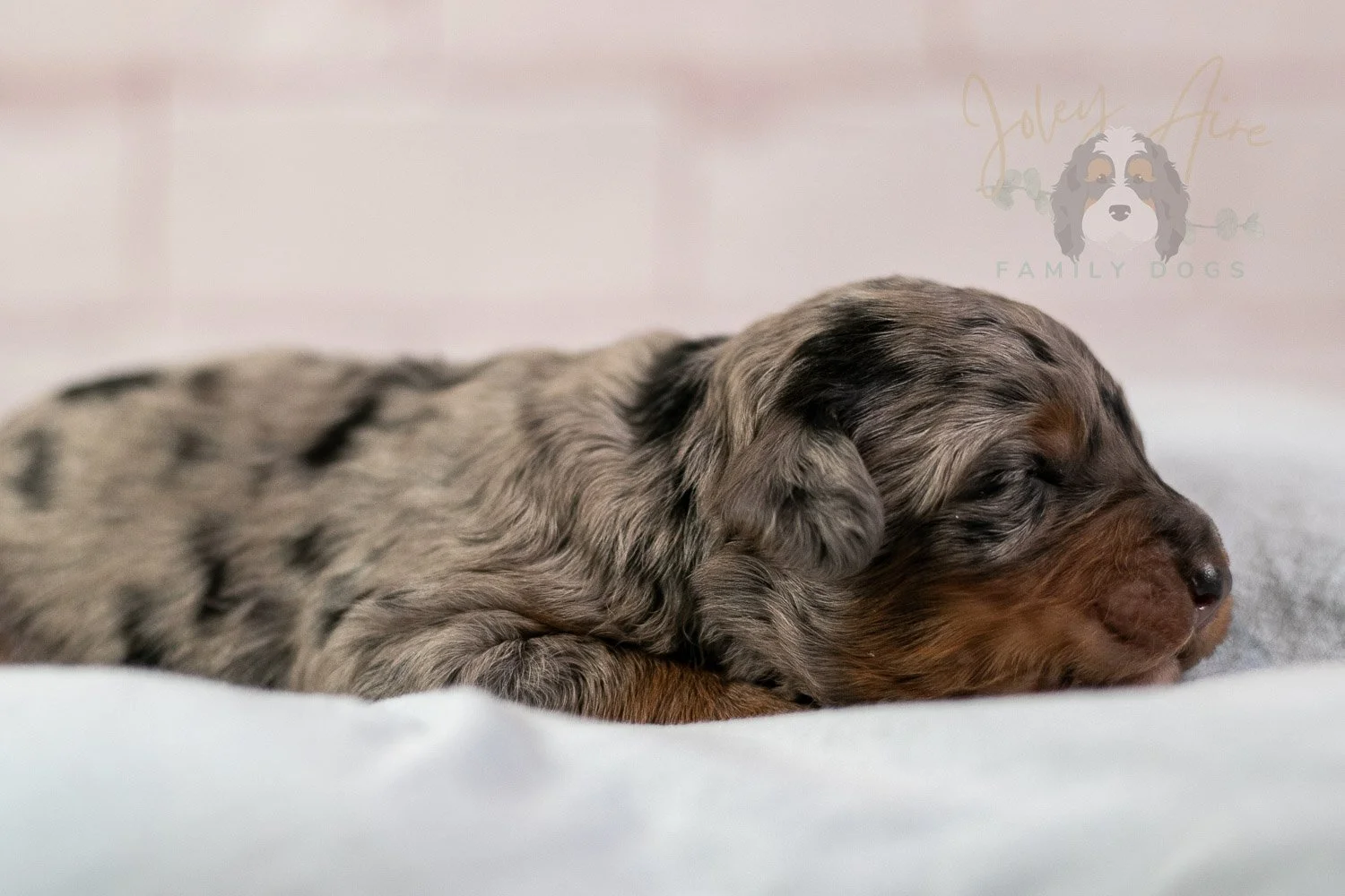 Marilla Bernedoodle Puppy-30.jpg