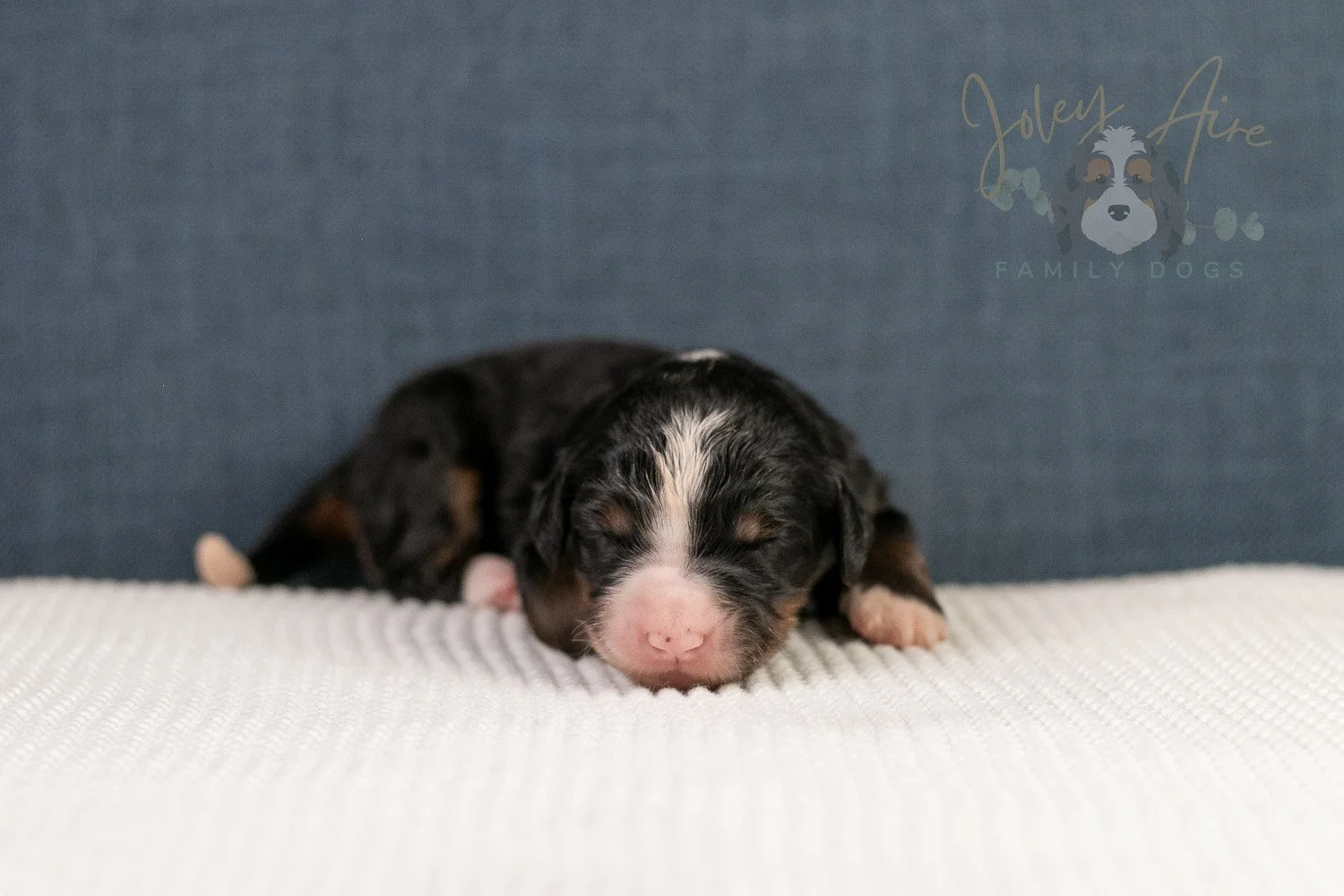 Ashley Bernedoodle Puppy-16.jpg