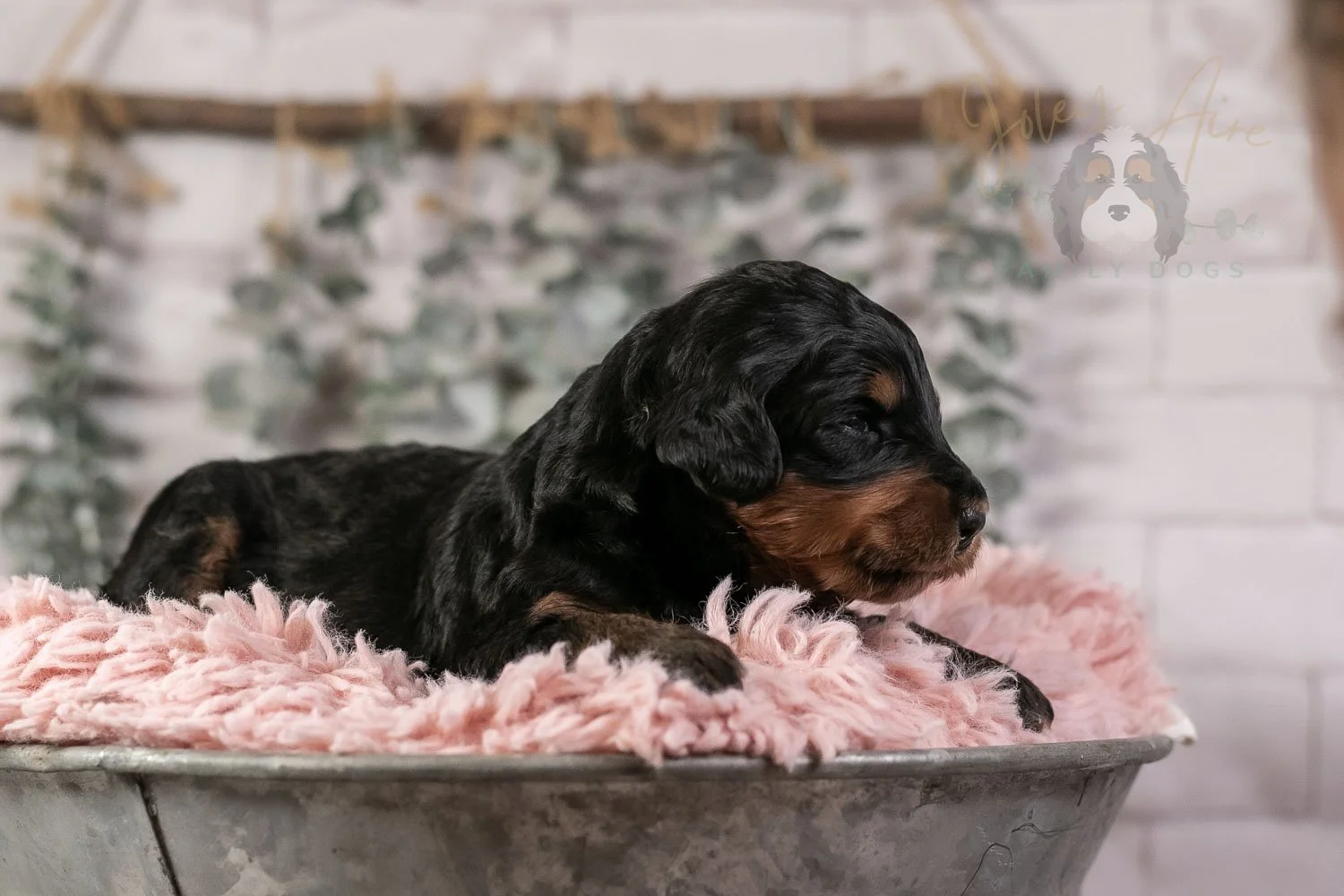 Guitar Bernedoodle Puppy-11.jpg