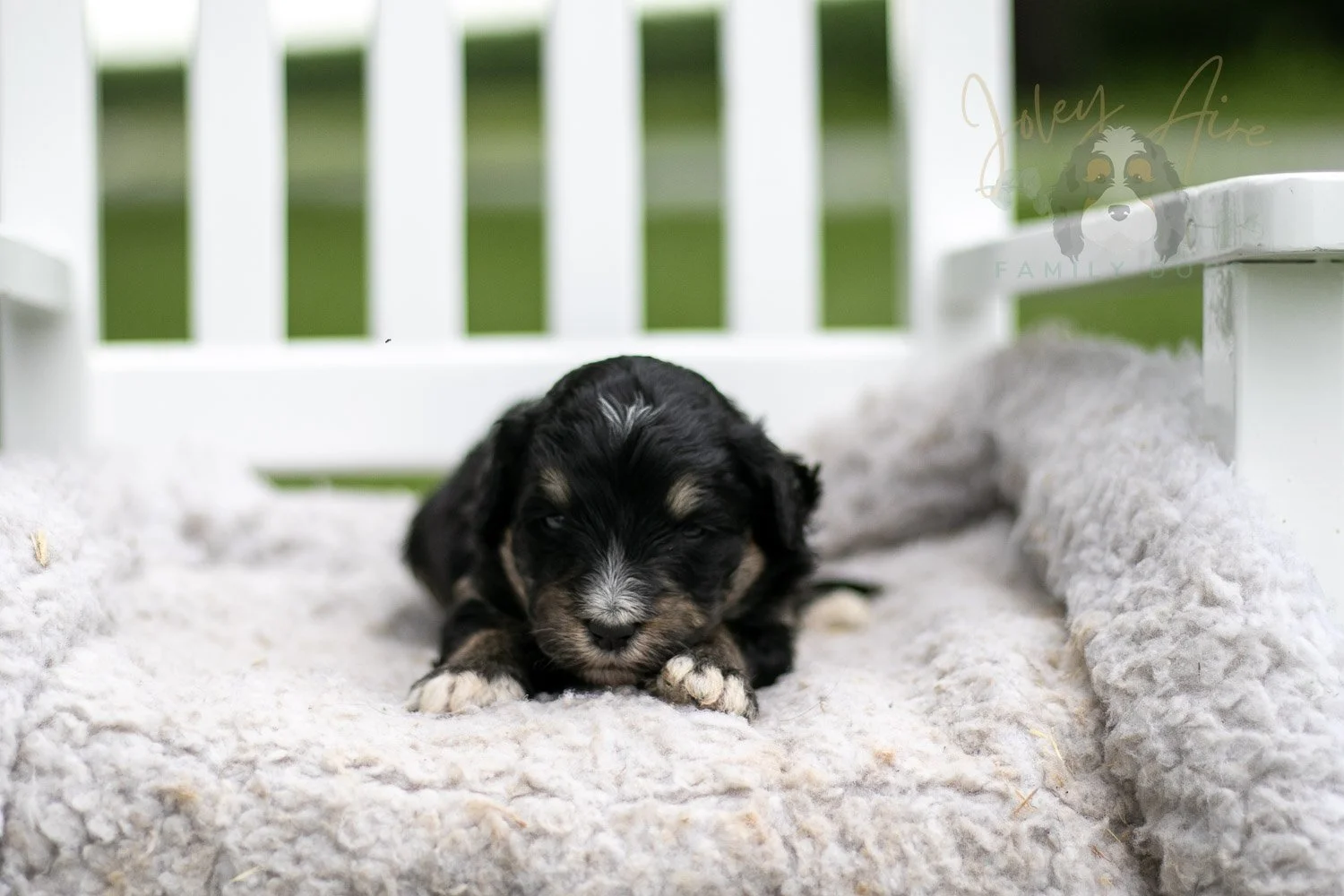 Georgia O'Keefe Bernedoodle Puppy-683.jpg