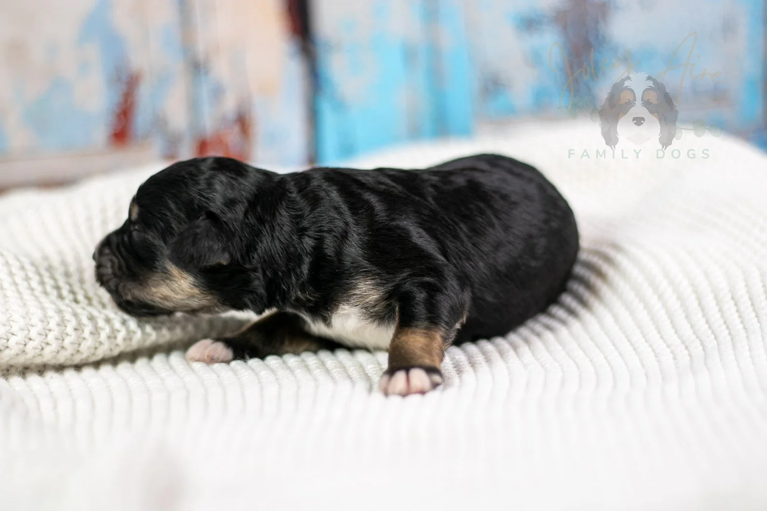 Georgia O'Keefe Bernedoodle Puppy-82.jpg