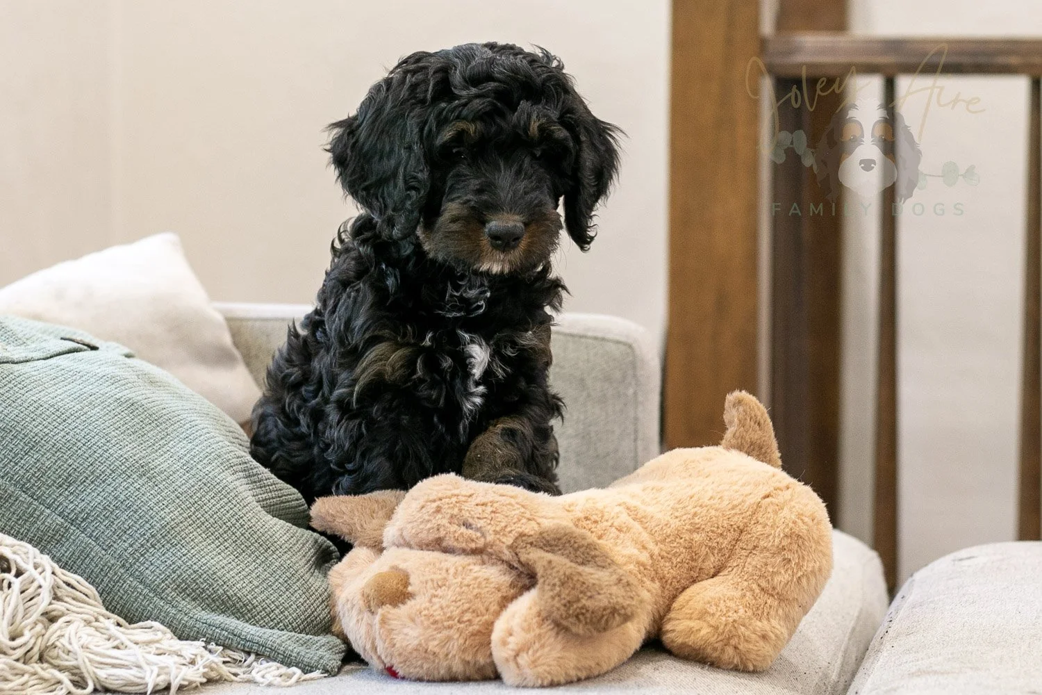 Denali Bernedoodle Puppy-557.jpg
