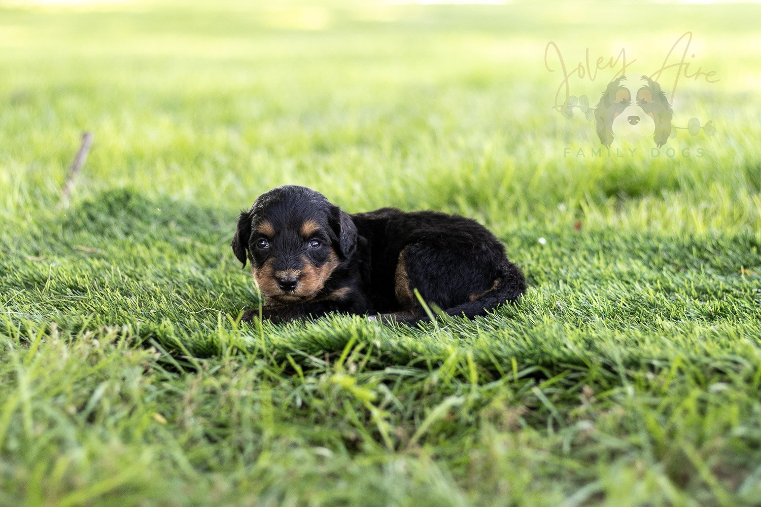 Mini Mae Bernedoodle Puppy-496.jpg