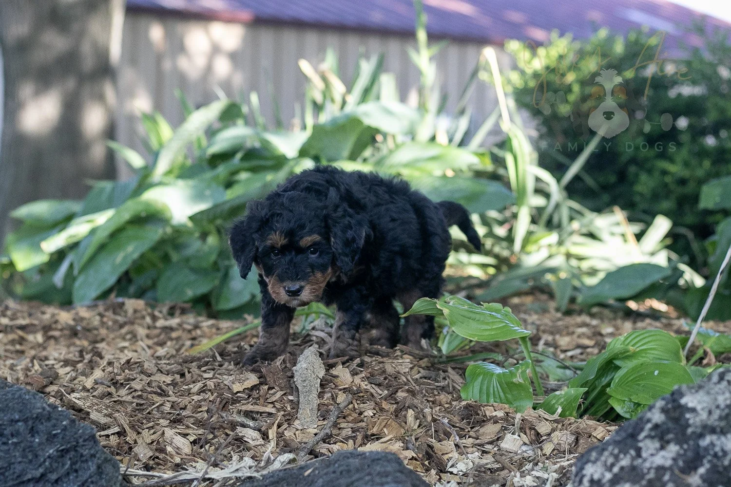 Banjo Bernedoodle Puppy-6.jpg