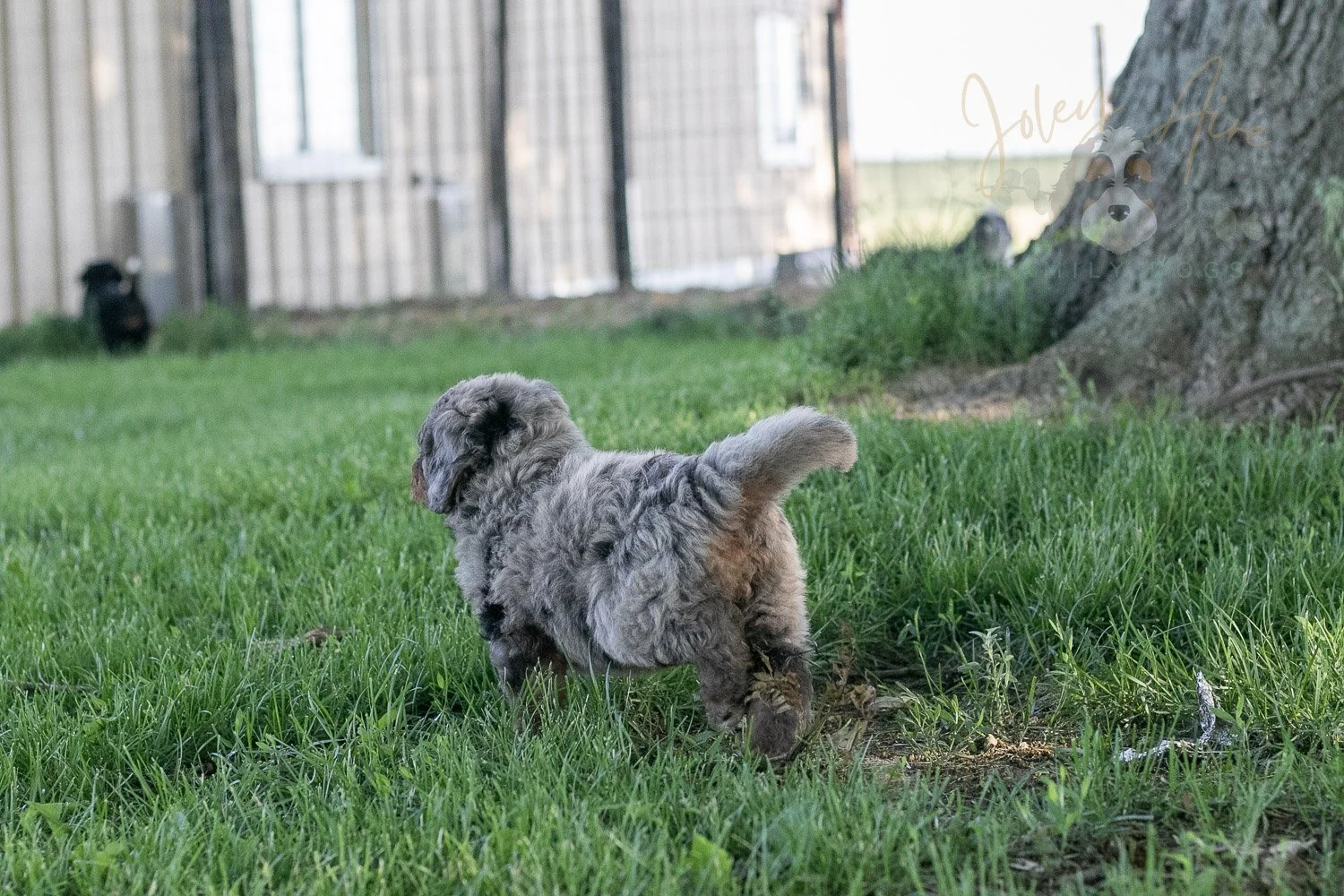 Drum Bernedoodle Puppy-19.jpg