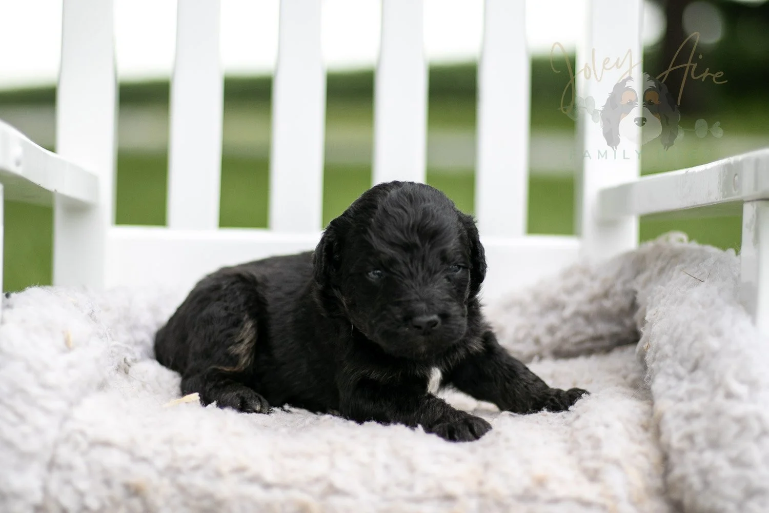Andy Warhol Bernedoodle Puppy-721.jpg