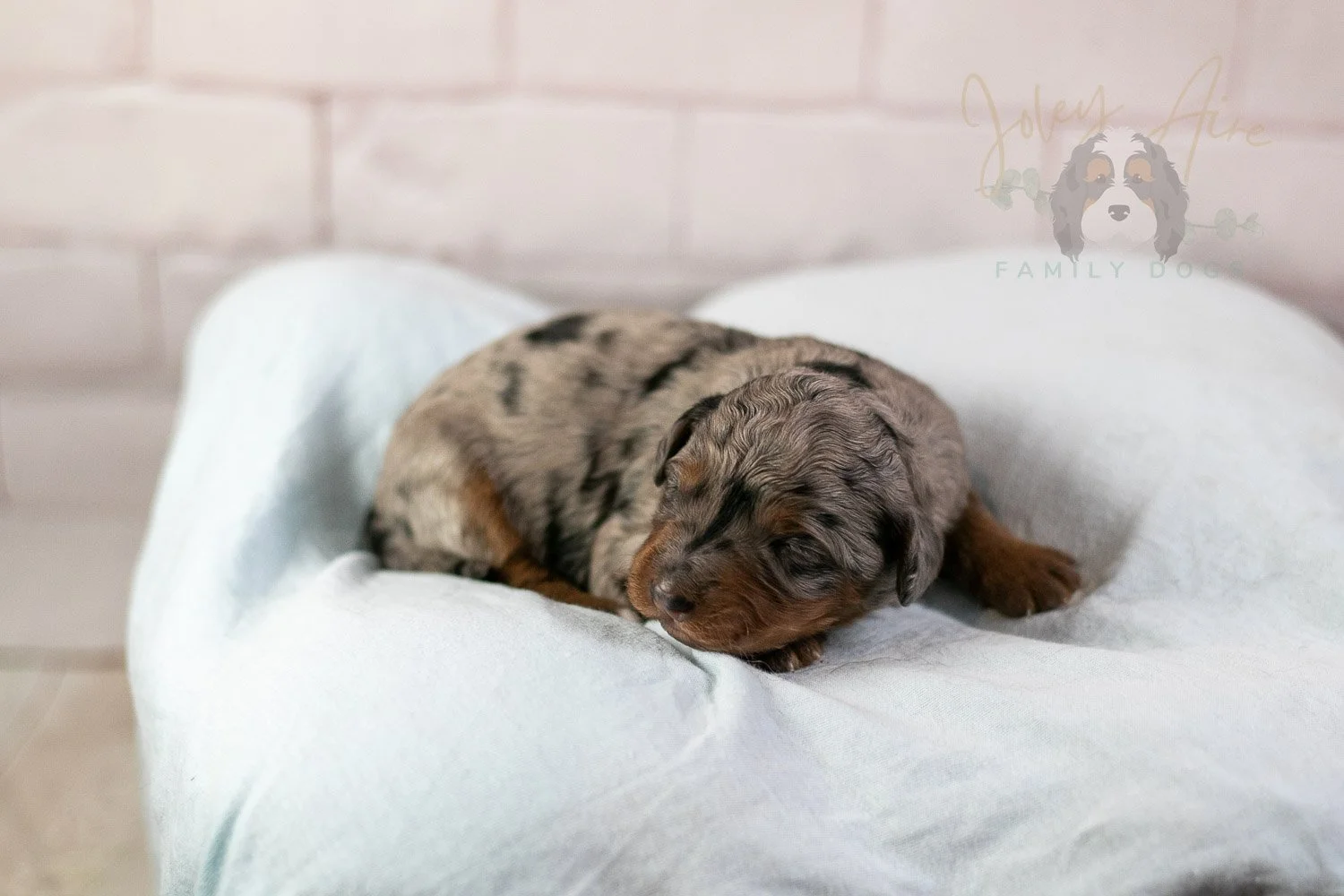 Marilla Bernedoodle Puppy-27.jpg