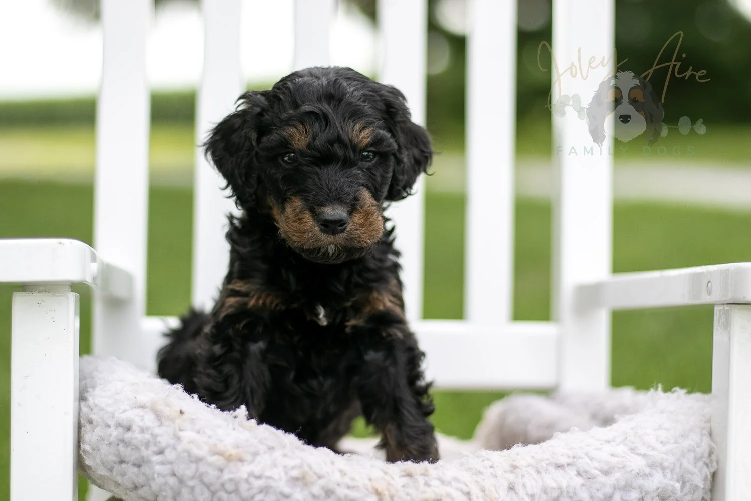 Bryce Bernedoodle Puppy-798.jpg