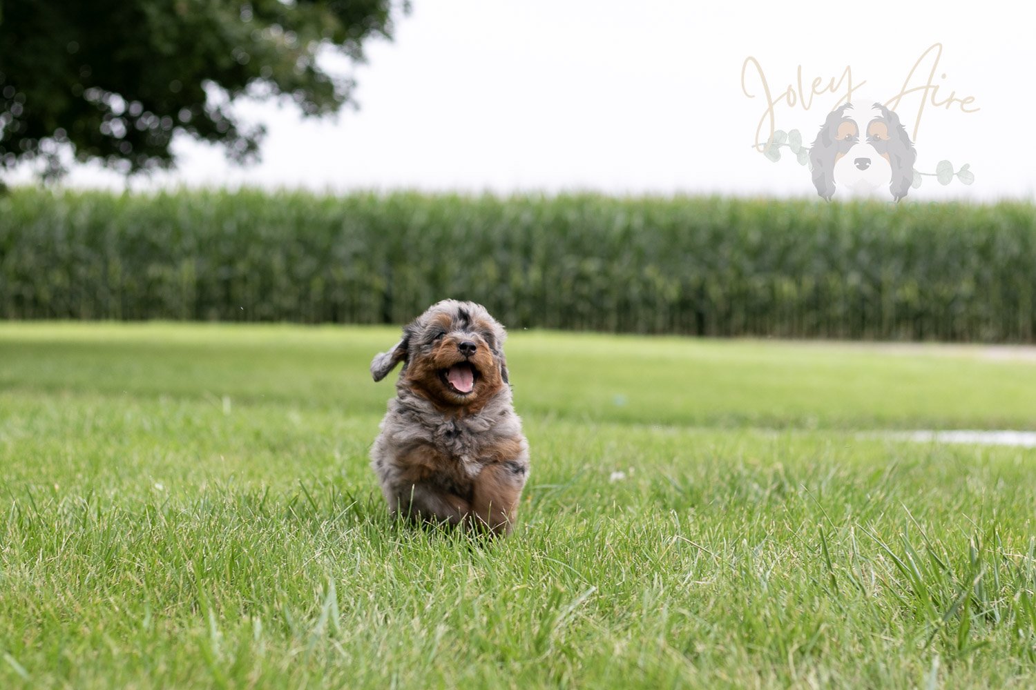 Marilla Bernedoodle Puppy-39.jpg