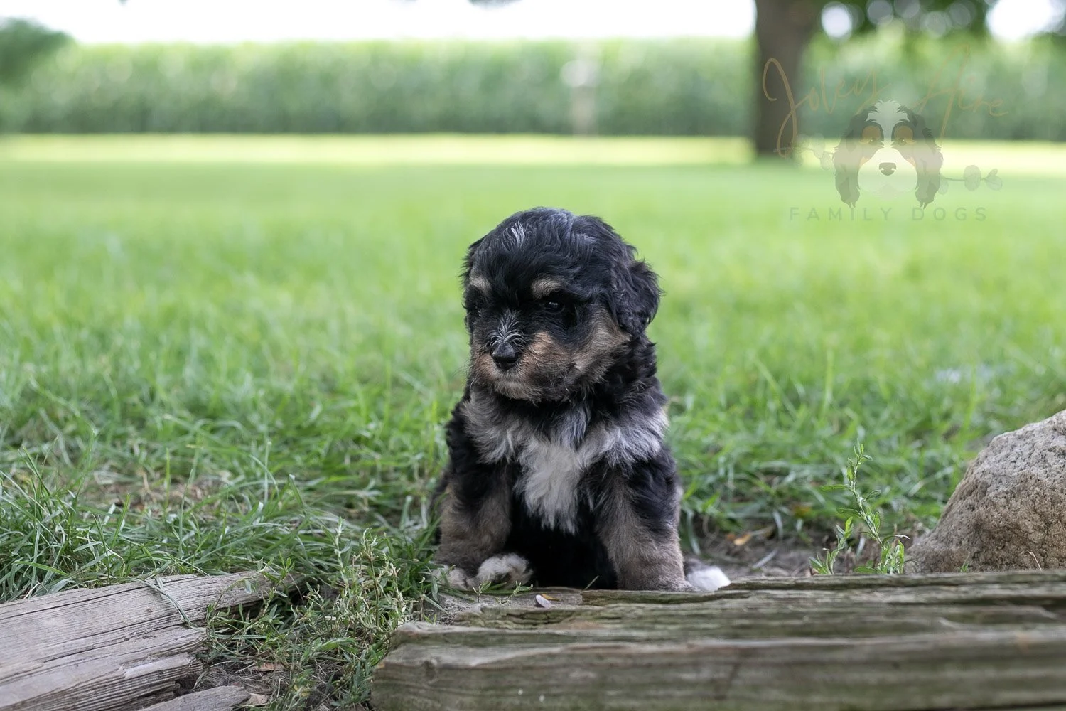 Georgia Bernedoodle Puppy-214.jpg