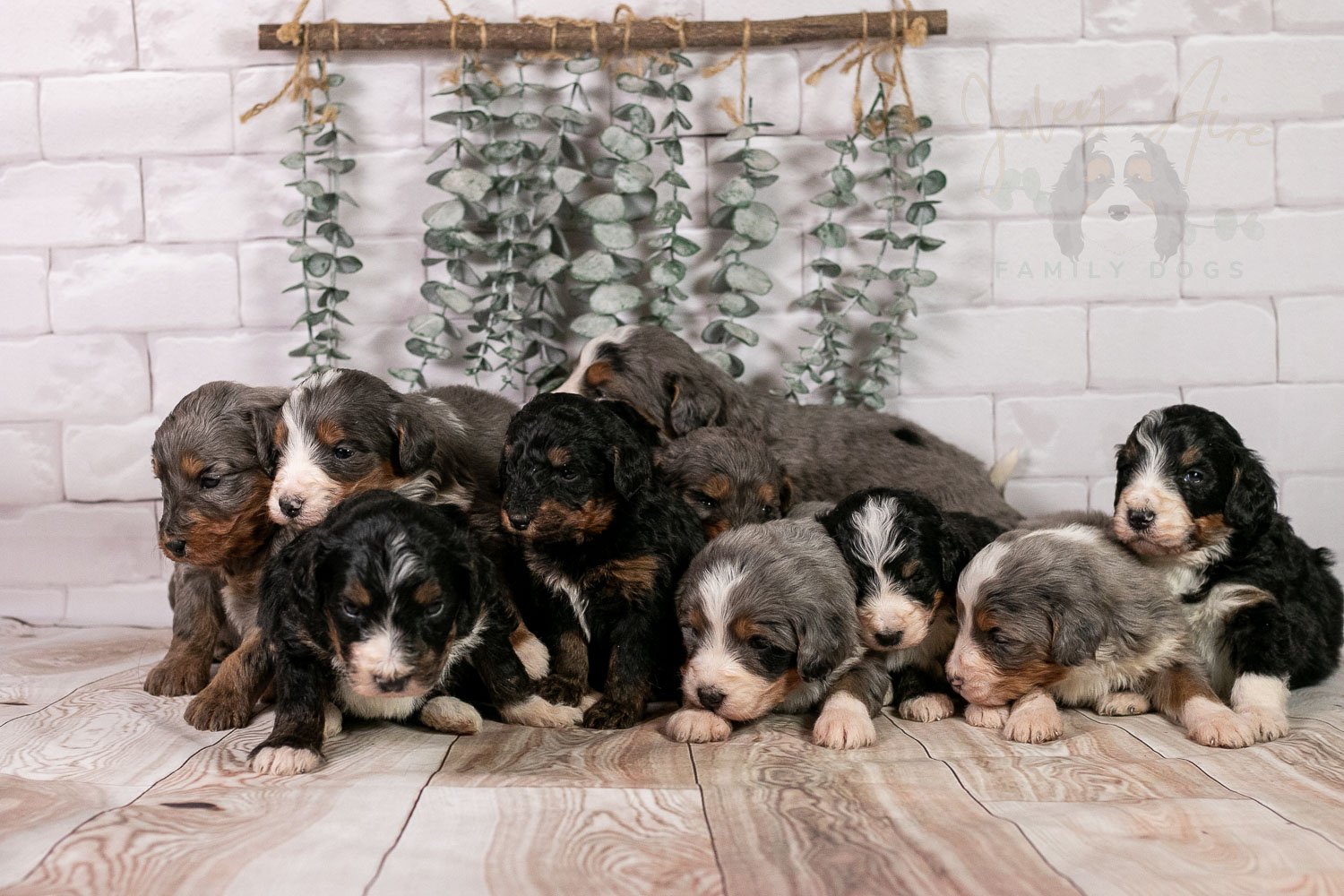 Winter Olympics Whole Litter-4.jpg